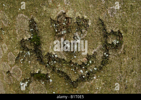 Gesicht geschnitzt in Baumrinde, Lueerwald Wald, Sauerland, Nordrhein-Westfalen, Deutschland, Europa Stockfoto