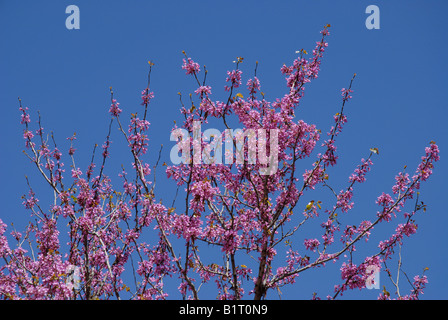 Judasbaum Cercis Siliquastrum in Blüte Stockfoto