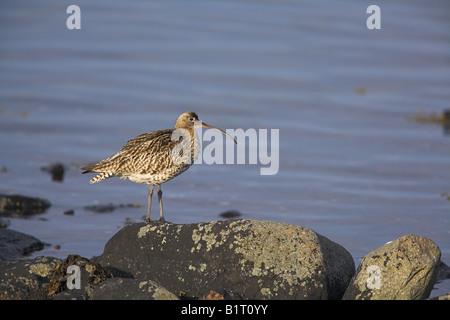 Eurasische Brachvogel Numenius Arquata stehen entlang der Küstenlinie am Loch Spelve, Mull, Schottland im Mai. Stockfoto