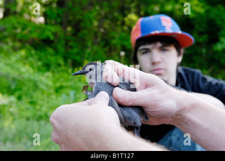Student als Biologe Maßnahmen Flügel der ein graues Catbird Uhren Stockfoto