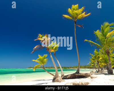 Dominikanische Republik Punta Cana Bavaro Strand Palmen am weißen Sandstrand mit Blick aufs Meer Stockfoto