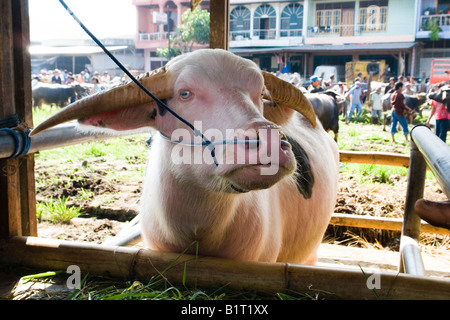 Eine teilweise Albino Wasserbüffel (Bubalus beispielsweise) zu Rantepao (Indonesien). UN-Buffle Partiellement À Albinos Rantepao (Indonésie). Stockfoto