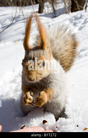 Eichhörnchen im Schnee Stockfoto