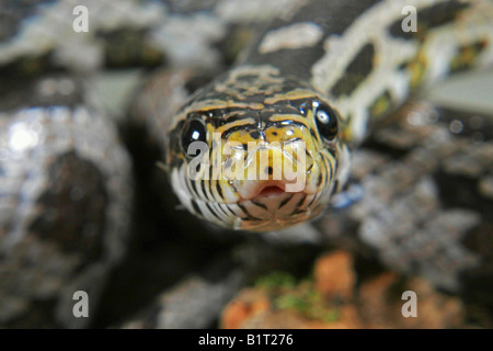 Kornnatter / Pantherophis Guttatus Stockfoto