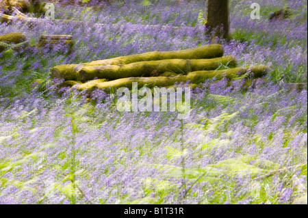 Glockenblumen im Frühjahr Wald Ambleside Cumbria UK Stockfoto