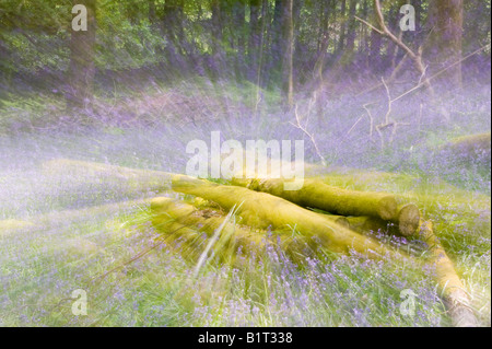 Glockenblumen im Frühjahr Wald Ambleside Cumbria UK Stockfoto