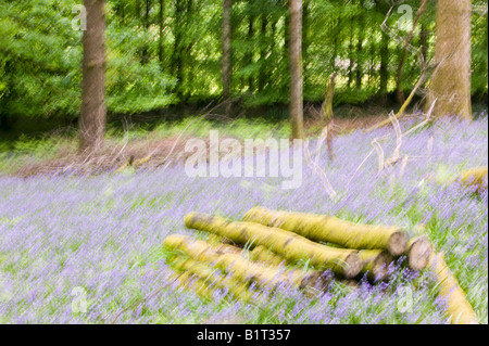 Glockenblumen im Frühjahr Wald Ambleside Cumbria UK Stockfoto