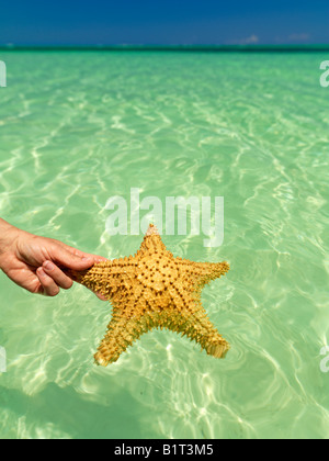 Dominikanische Republik Punta Cana, Bavaro Beach, Hand, die Seesterne gegen einen grün gefärbten Meer und blauer Himmel Stockfoto