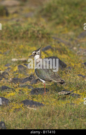Kiebitz Vanellus Vanellus auf Grünland auf North Uist, Schottland im Mai stehen. Stockfoto