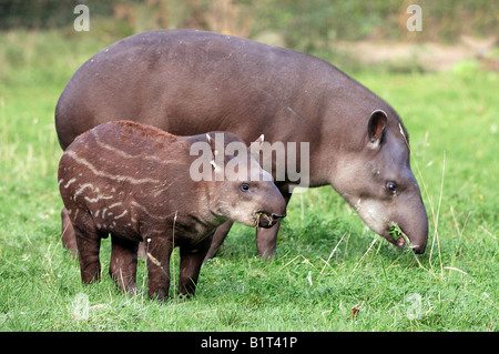 Brasilianische Tapir - Frauen und jungen / Tapirus Terrestris Stockfoto