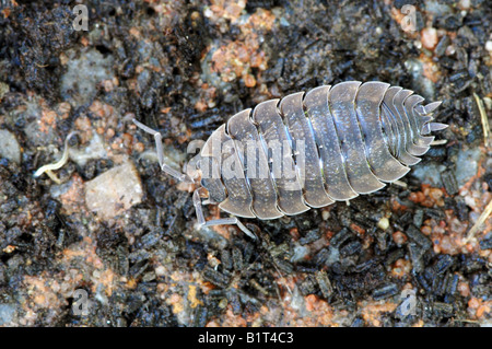 gemeinsamen grobe Assel / Porcellio Scaber Stockfoto