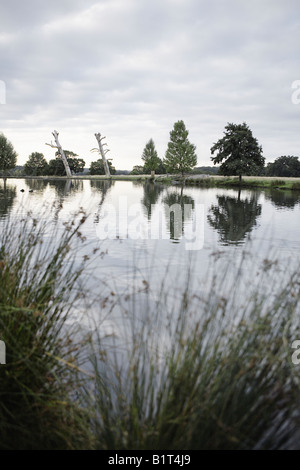 Teich im Richmond Park, London. Stockfoto