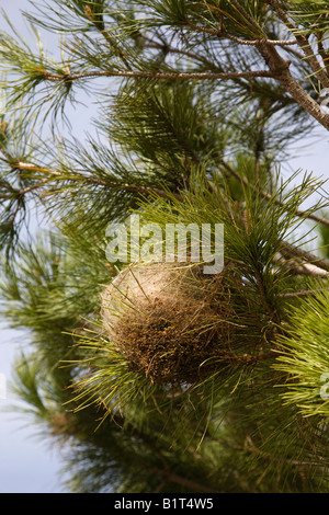 Tierheim oder Nest die Pinienprozessionsspinner Raupe Thaumetopoea Pityocampo Stockfoto