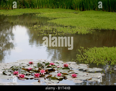 Der Seerosenteich in Charleston Farmhouse, Sussex, UK. Haus der Bloomsbury Gruppe. Stockfoto