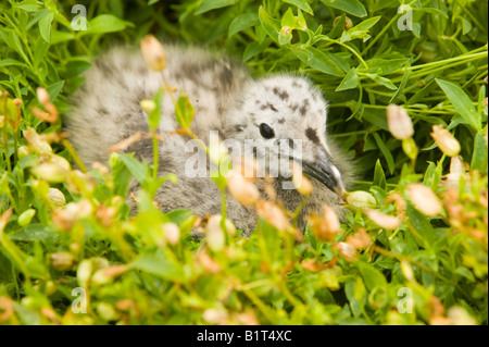 Weniger schwarz Backed Möwen Küken auf Walney Insel UK, Stockfoto