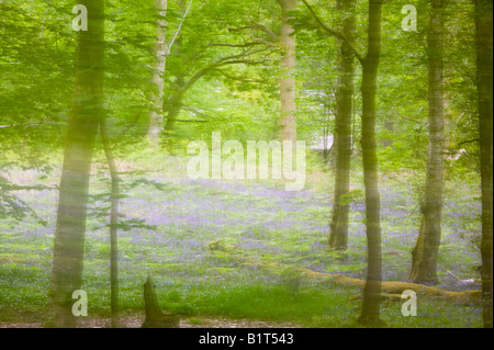 Glockenblumen im Frühjahr Wald Ambleside Cumbria UK Stockfoto