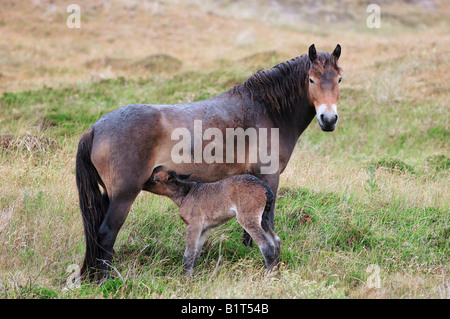 Exmoor Pony - Stute säugende Fohlen Stockfoto