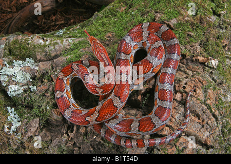 Corn Snake (Pantherophis guttatus), Miami Phase anmelden. Stockfoto