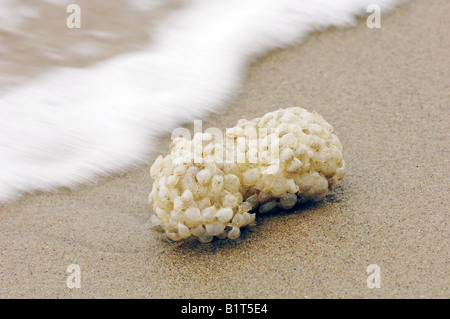 Eierfälle von Whelk (Buccinum undatum), an Land gewaschen Stockfoto