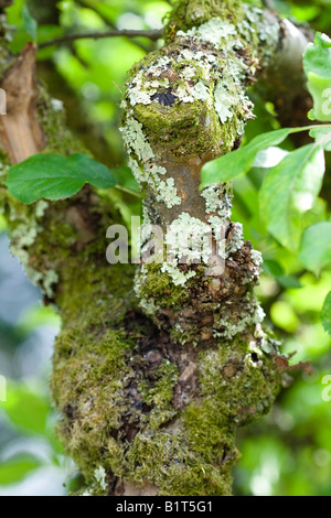 Flechten auf einen alten Apfelbaum Stockfoto