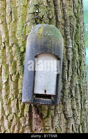 Box für Fledermäuse auf Baum Stockfoto