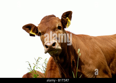 Einzelne Mutterkühe Limousin Champion Rindfleisch Herde Stockfoto