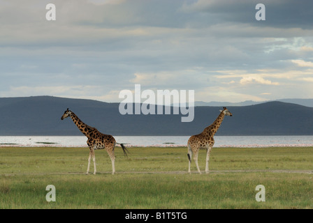 Giraffen, genießen den Ausblick über den Lake Nakuru. Der See ist berühmt für die Flamingos im Hintergrund zu sehen. Stockfoto