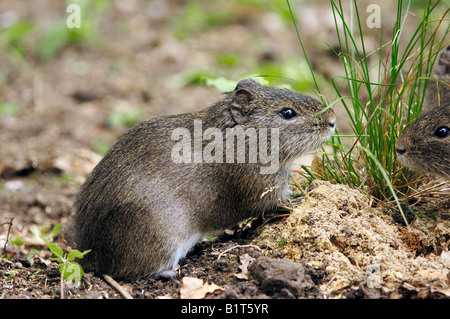 Brasilianische Meerschweinchen / Cavia Aperea Stockfoto