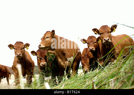 Einzelne Mutterkühe Limousin Champion Rindfleisch Herde Stockfoto