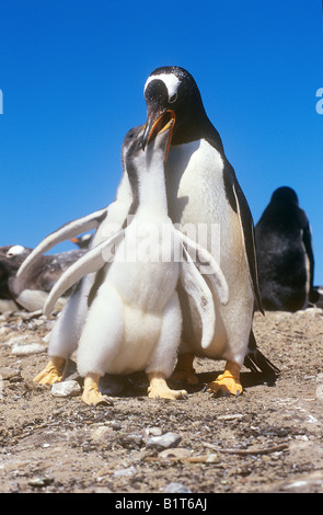 Gentoo Penguin mit zwei jungen / Pygoscelis Papua Stockfoto