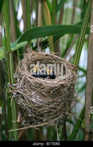 Rohrsänger - Jungtauben im Nest / Acrocephalus Scirpaceus Stockfoto