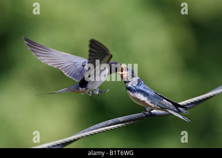 Schwalbe Hirundo Rustica Fütterung junger auf Drähte Potton Bedfordshire Stockfoto