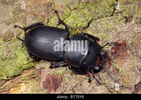 Geringerem Hirschkäfer Dorcus Parallelipipedus auf Log Potton Bedfordshire Stockfoto