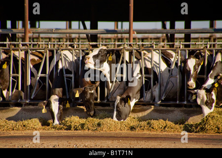 Holstein Kühe Linie bis Heu Essen auf einem Milchviehbetrieb in Merced, Kalifornien Stockfoto