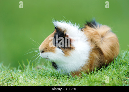 Meerschweinchen, Cavie. Dreifarbigen Erwachsenen Gras Deutschland Stockfoto