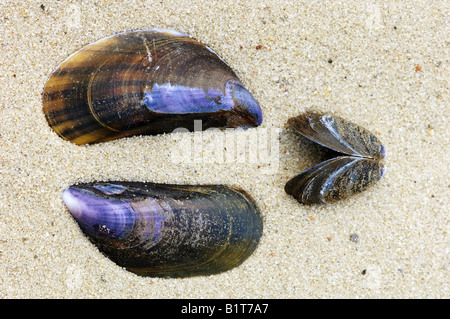 Muschel, Muschel in der Bucht, Blaue Muschel (Mytilus edulis) an einem Sandstrand Stockfoto