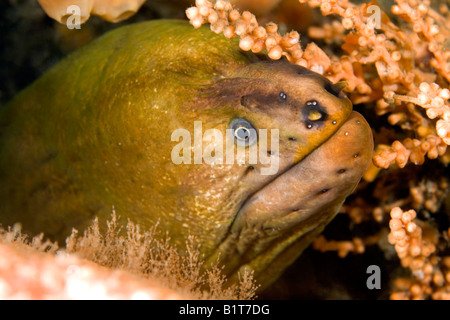 Grüne Muräne, Gymnothorax Prasinus, Nahaufnahme des Gesichts. Die grüne Farbe auf der Aal wird durch Algenzellen in das Hautgewebe verursacht. Stockfoto