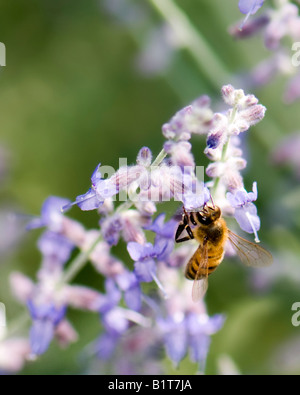 Eine Honigbiene Apis Millifera, sammelt Pollen von einer lila Blume. Oklahoma, USA. Stockfoto