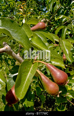 Red Bartlett Birnen Reifen in einem Obstgarten in Ashland Oregon Stockfoto