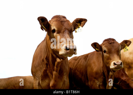 Einzelne Mutterkühe Limousin Champion Rindfleisch Herde Stockfoto