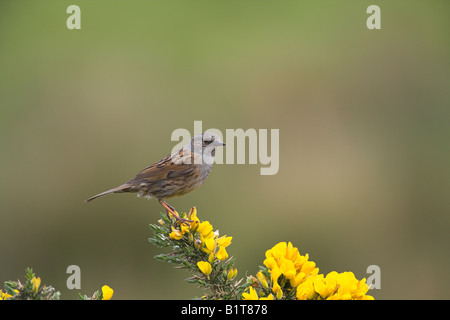 Heckenbraunelle Prunella Modularis thront auf Ginster Busch auf Mull, Schottland im Mai. Stockfoto