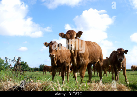 Einzelne Mutterkühe Limousin Champion Rindfleisch Herde Stockfoto