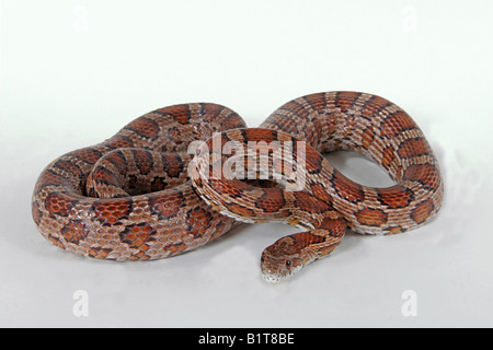 Kornnatter - Ausschneiden / Pantherophis Guttatus Stockfoto