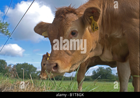 Einzelne Mutterkühe Limousin Champion Rindfleisch Herde Stockfoto