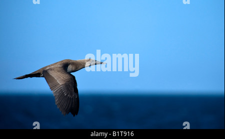 "Boobie im Flug" Stockfoto