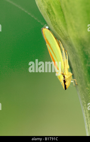 Rhododendron Leafhopper / Graphocephala Fennahi Stockfoto