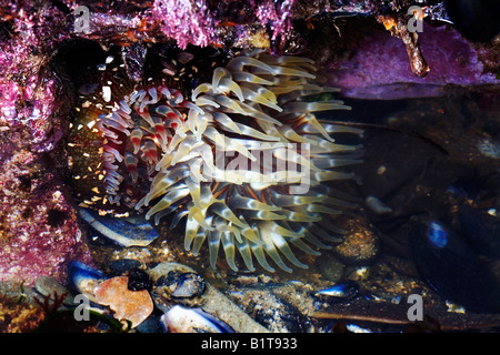 Dahlie Anemone Urticina Felina Rock Pool cornwall Stockfoto