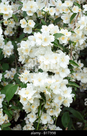 PHILADELPHUS BEAUCLERK AGM Stockfoto