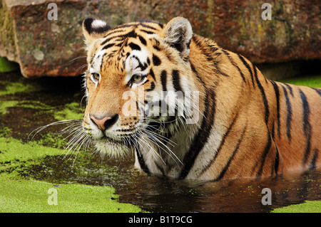 Sibirischer Tiger im Wasser / Panthera Tigris Altaica Stockfoto