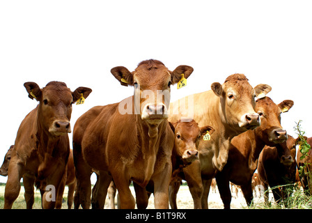 Einzelne Mutterkühe Limousin Champion Rindfleisch Herde Stockfoto